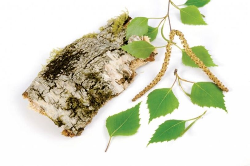 Abedul blanco – elemento de la composición de queramina.